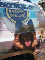Border Dog
