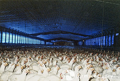 Factory Chicken Farm