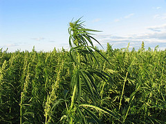 Hemp Field