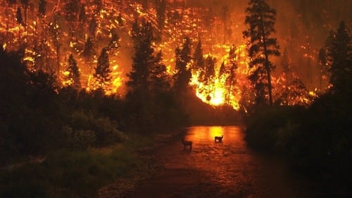 A Tale of Two ‘Terror Arsonists’