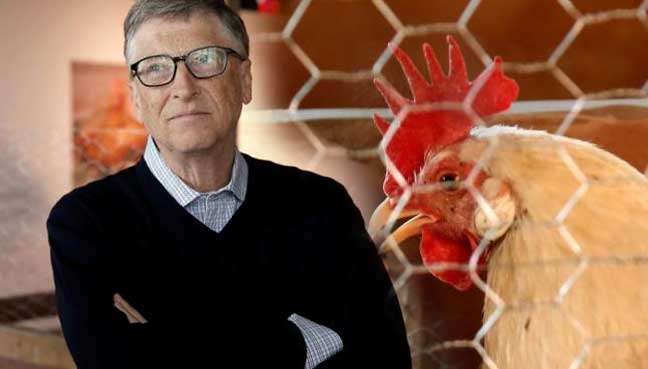 Stop Giving Chickens Away, Bill Gates