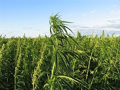Sanity Emerges: US to Legalize Some Hemp Growing