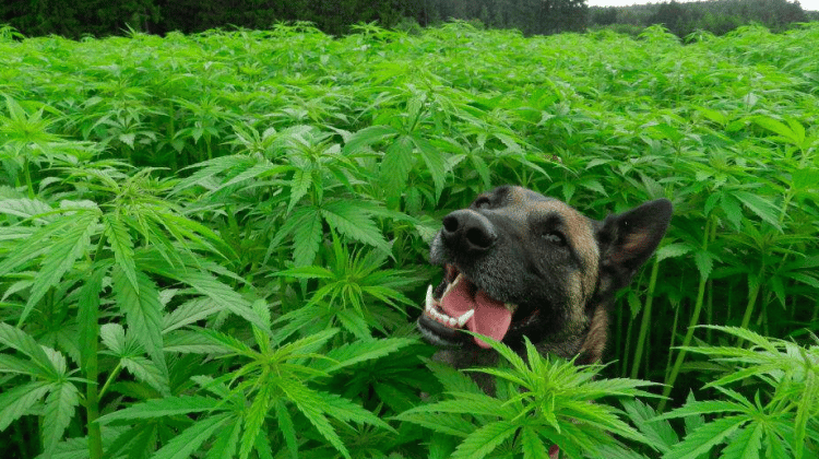 A Retirement Community for Drug-sniffing Dogs
