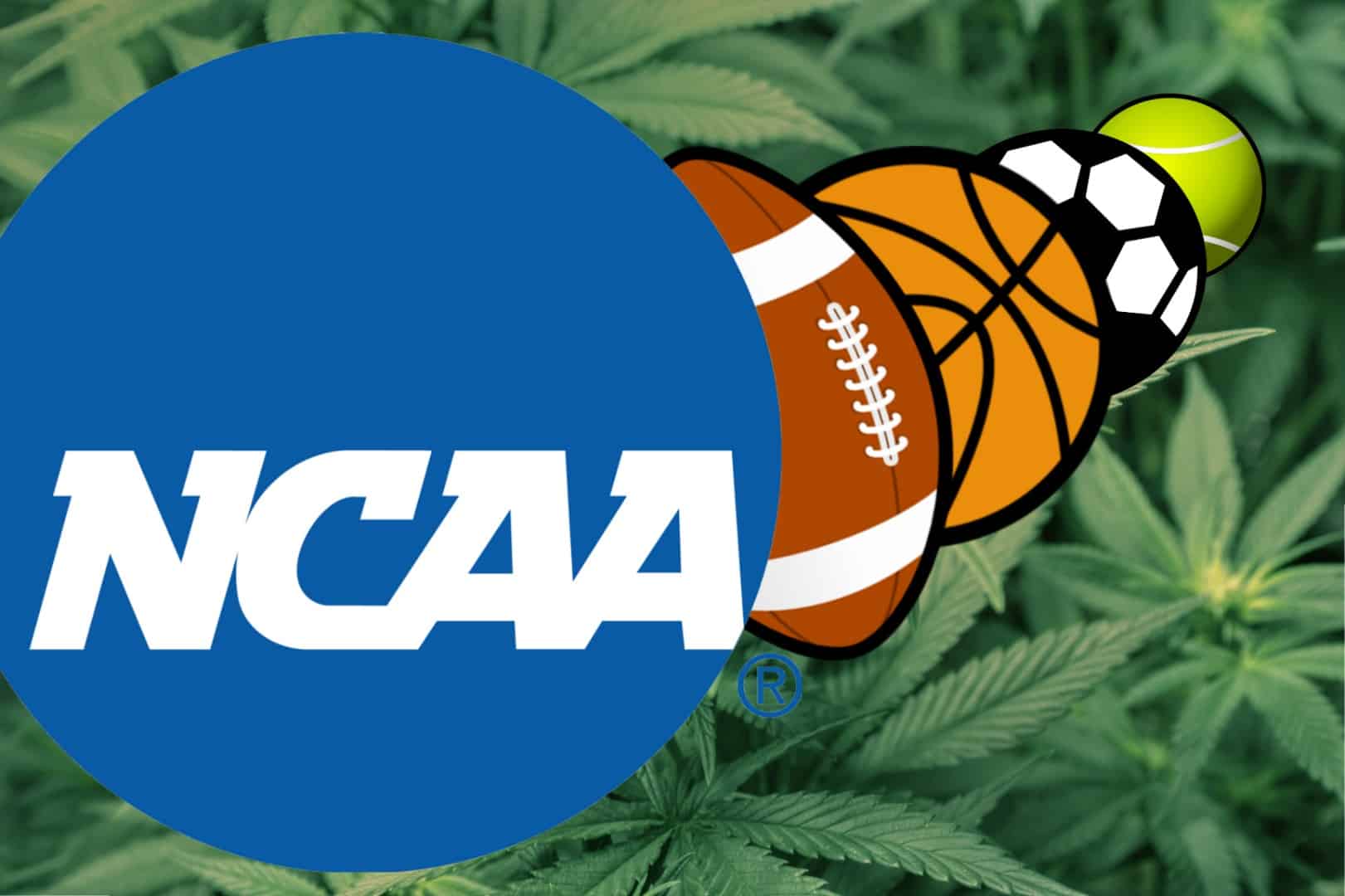 ncaa-marijuana-jpg